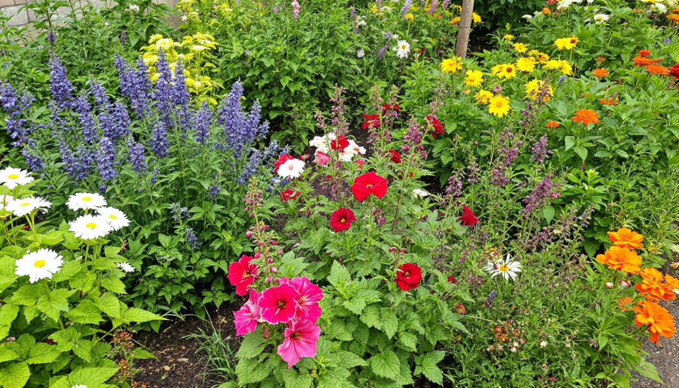 Contrôle naturel des nuisibles dans le jardin techniques et plantes répulsives
